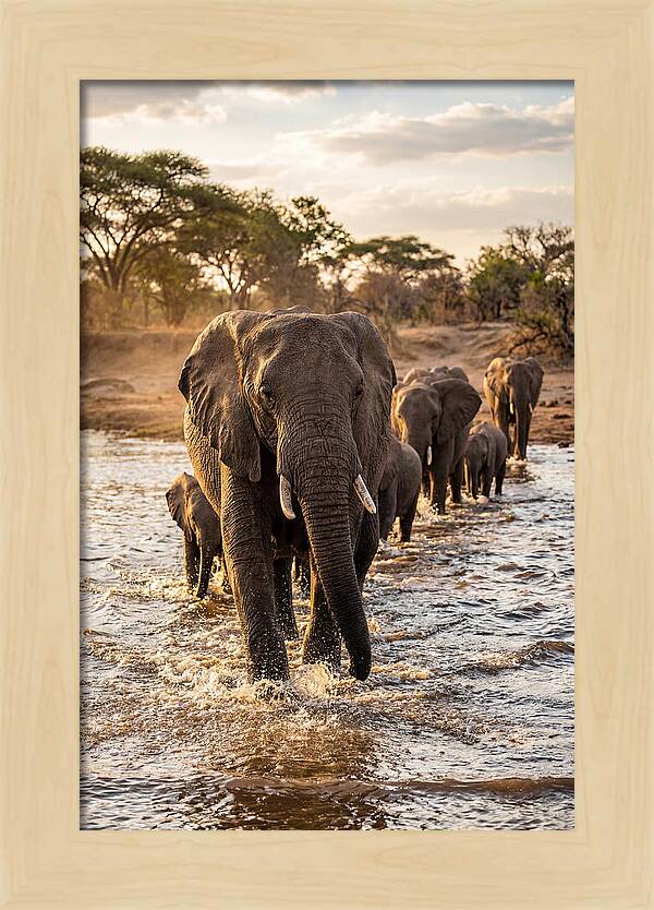 African Elephants Crossing The River