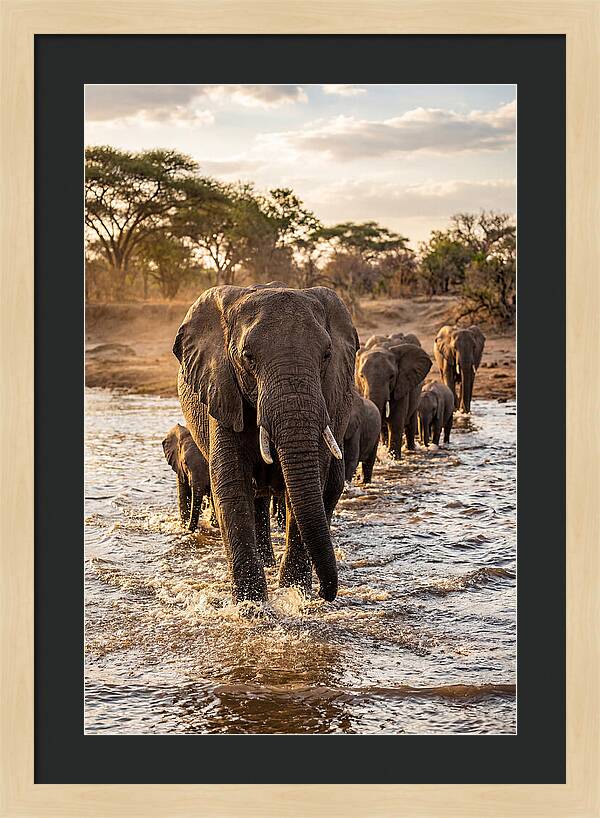 African Elephants Crossing The River