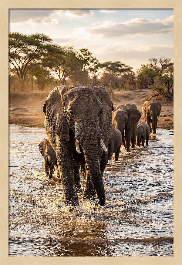 African Elephants Crossing The River