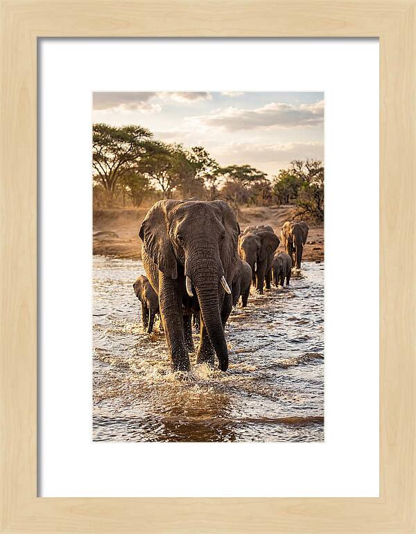 African Elephants Crossing The River