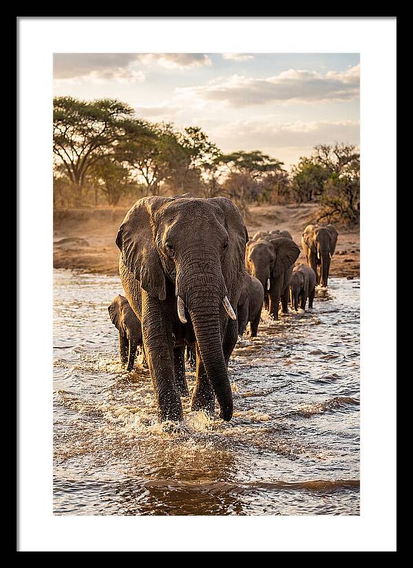 African Elephants Crossing The River