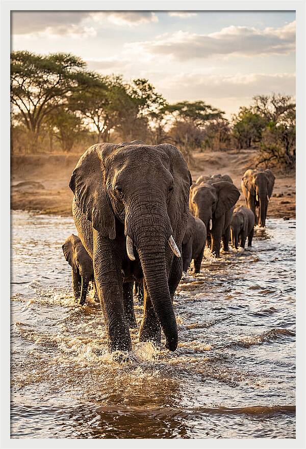 African Elephants Crossing The River