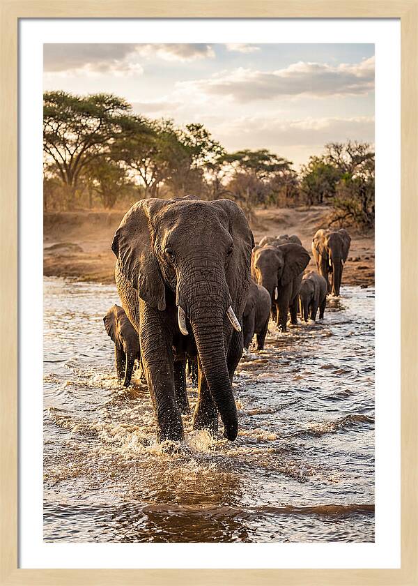 African Elephants Crossing The River