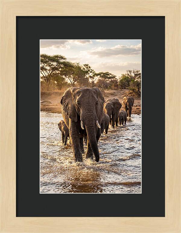 African Elephants Crossing The River