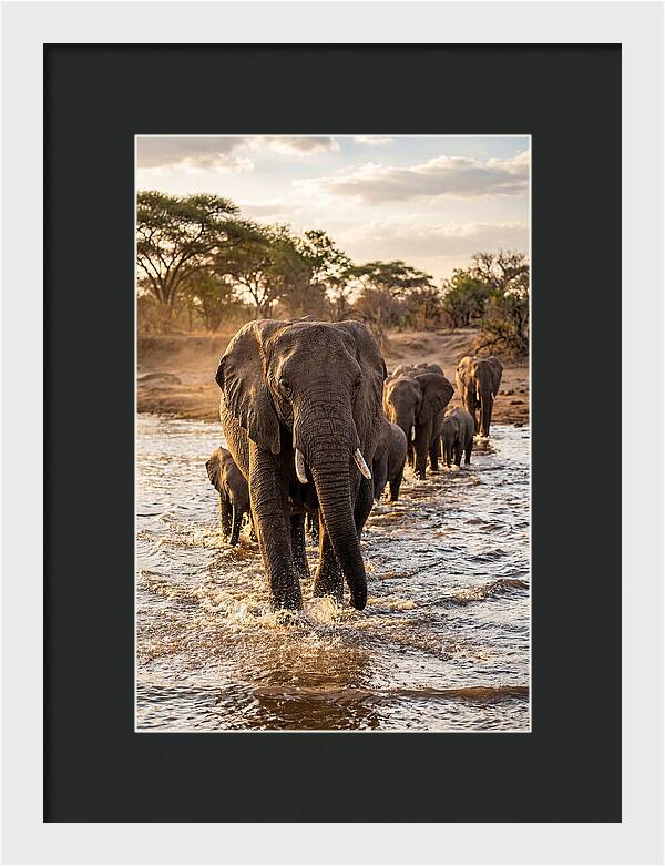 African Elephants Crossing The River