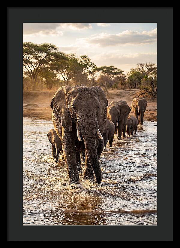African Elephants Crossing The River