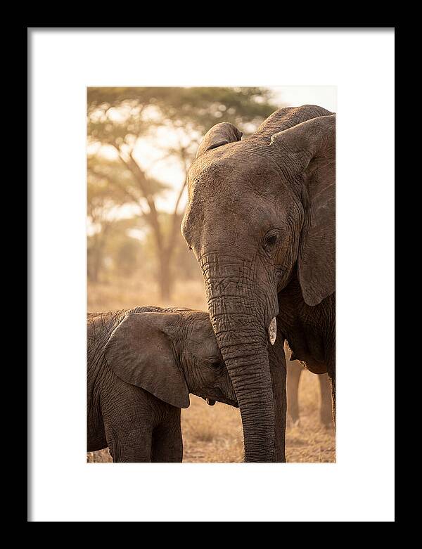 African Elephants Embracing Tenderness
