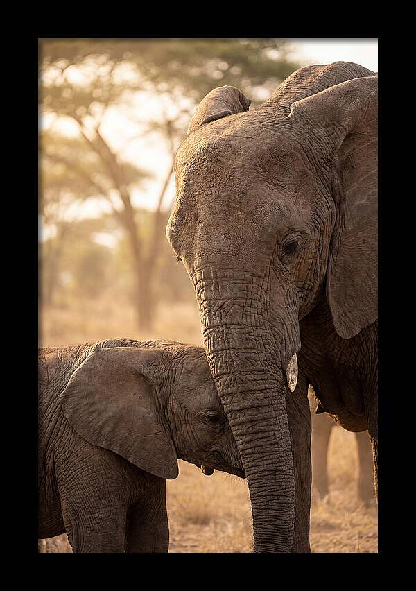 African Elephants Embracing Tenderness