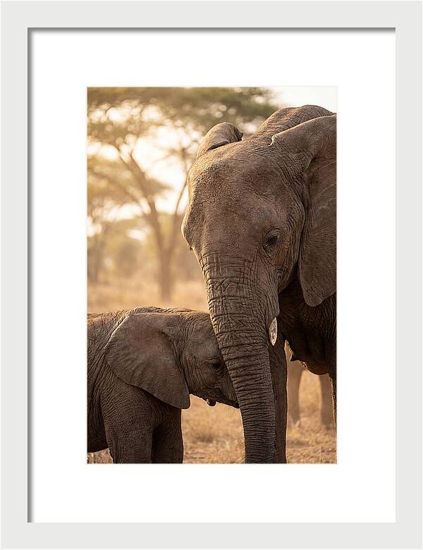 African Elephants Embracing Tenderness