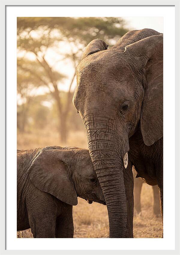 African Elephants Embracing Tenderness