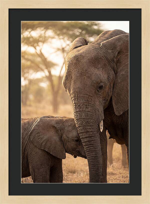 African Elephants Embracing Tenderness