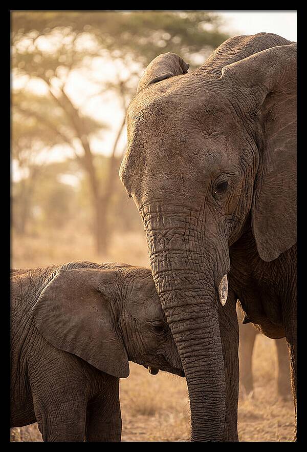 African Elephants Embracing Tenderness