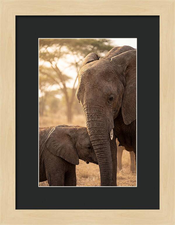 African Elephants Embracing Tenderness