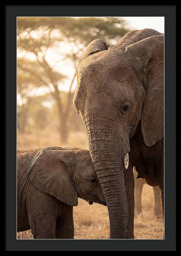 African Elephants Embracing Tenderness