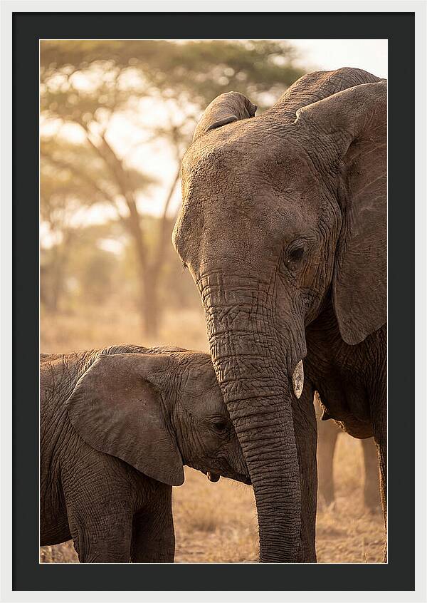 African Elephants Embracing Tenderness