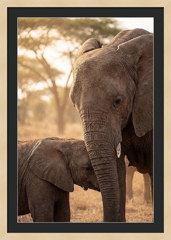 African Elephants Embracing Tenderness