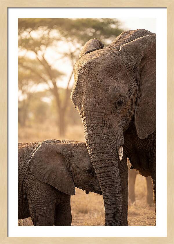 African Elephants Embracing Tenderness