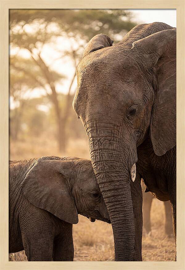African Elephants Embracing Tenderness