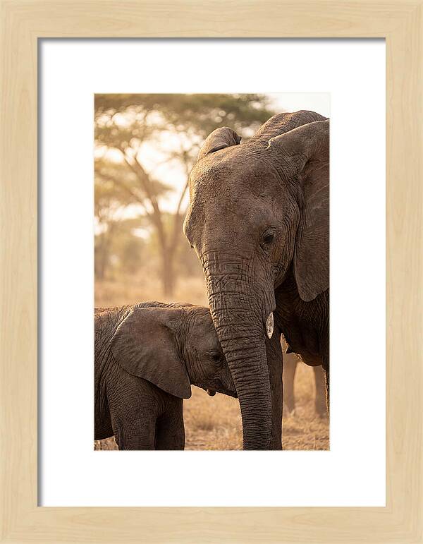 African Elephants Embracing Tenderness