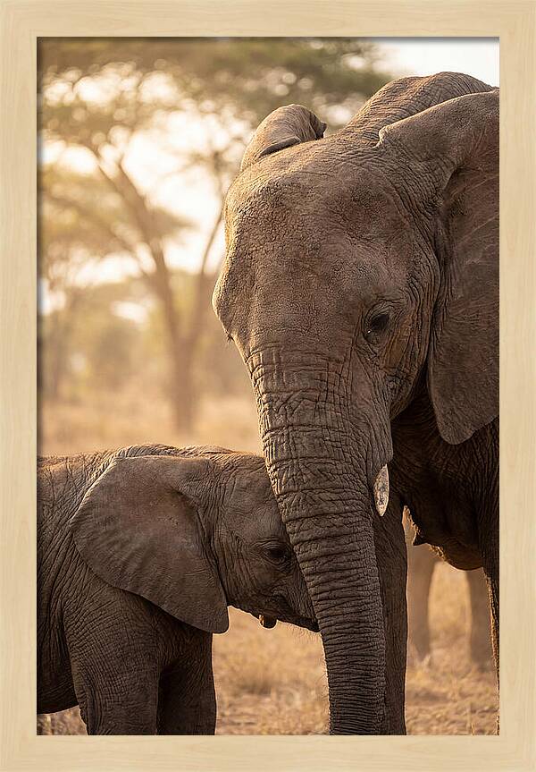 African Elephants Embracing Tenderness