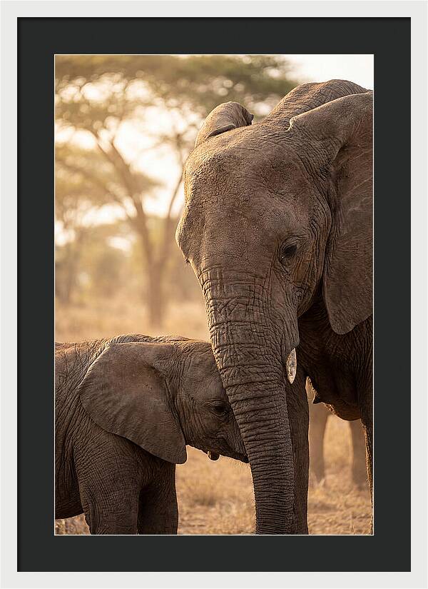 African Elephants Embracing Tenderness