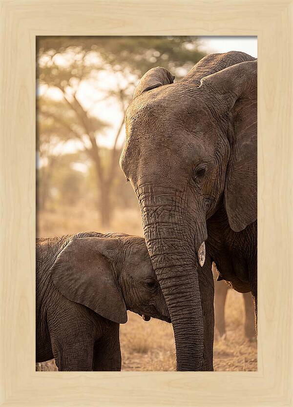 African Elephants Embracing Tenderness