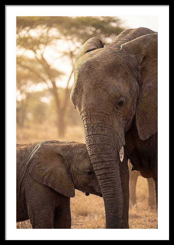 African Elephants Embracing Tenderness