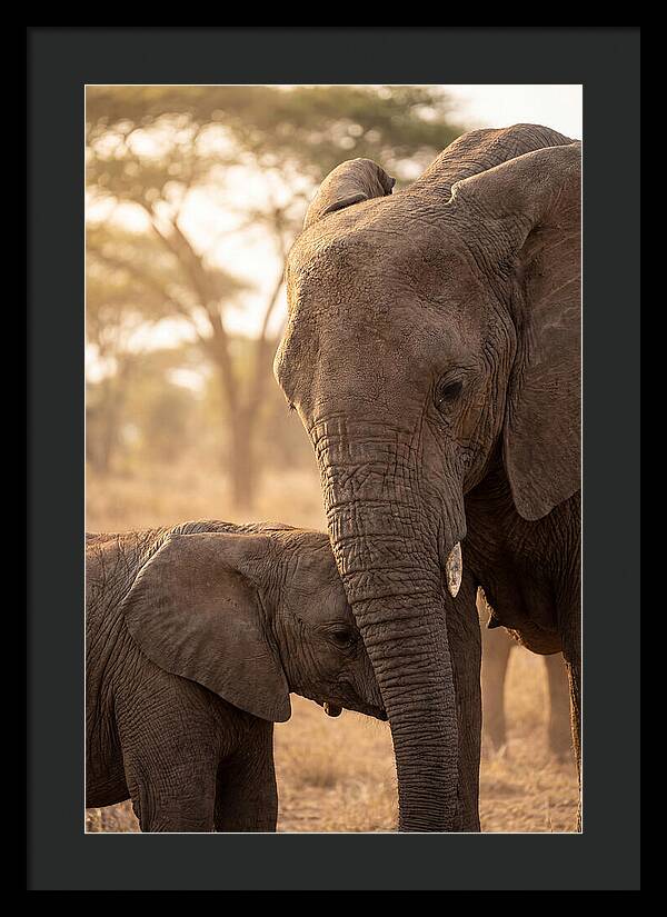 African Elephants Embracing Tenderness