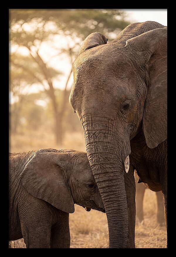 African Elephants Embracing Tenderness
