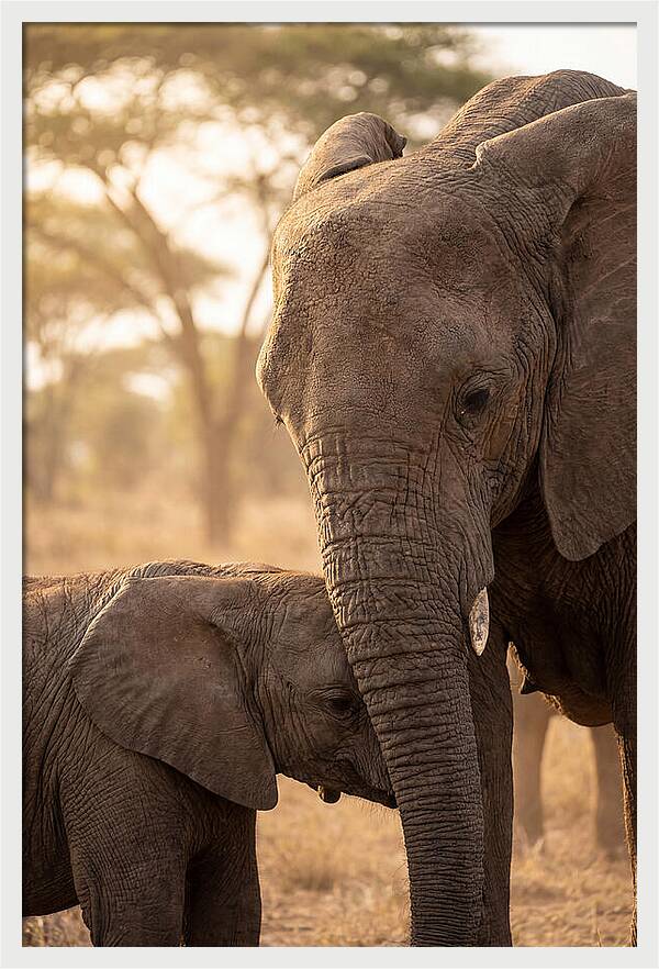 African Elephants Embracing Tenderness
