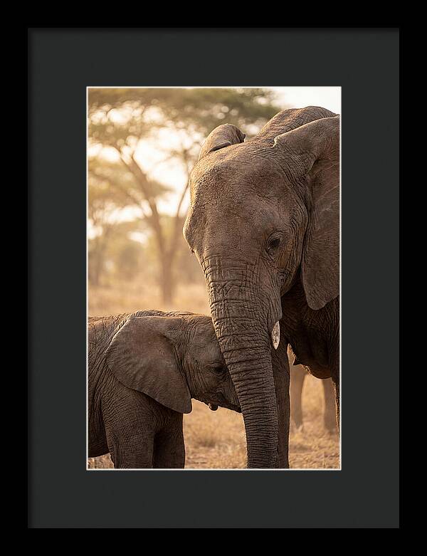 African Elephants Embracing Tenderness