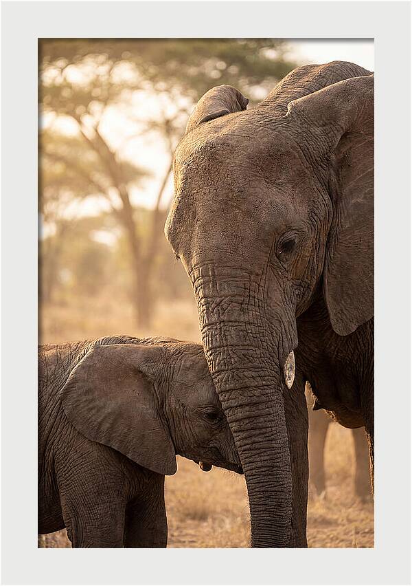 African Elephants Embracing Tenderness
