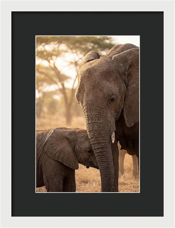 African Elephants Embracing Tenderness
