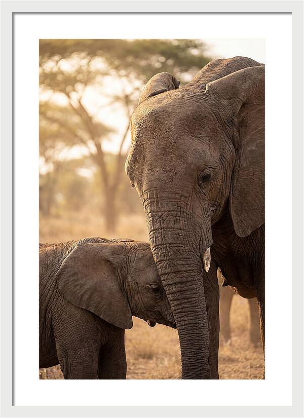 African Elephants Embracing Tenderness