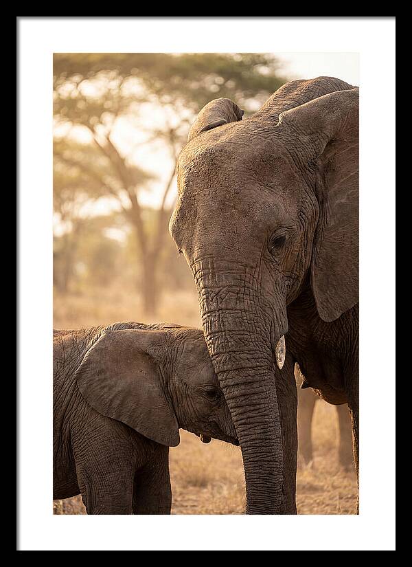 African Elephants Embracing Tenderness