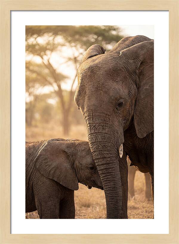 African Elephants Embracing Tenderness