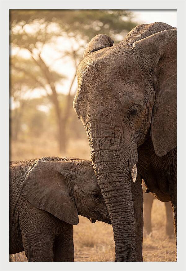 African Elephants Embracing Tenderness