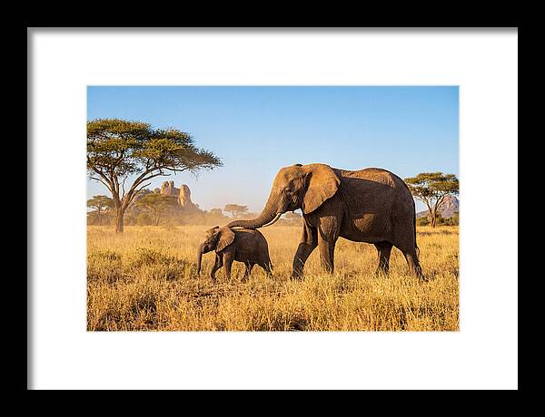 African Elephants In Golden Grasslands