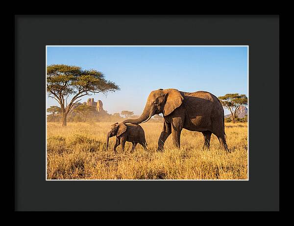African Elephants In Golden Grasslands