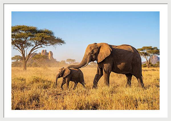 African Elephants In Golden Grasslands
