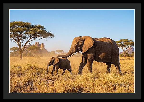 African Elephants In Golden Grasslands