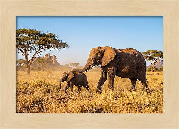 African Elephants In Golden Grasslands