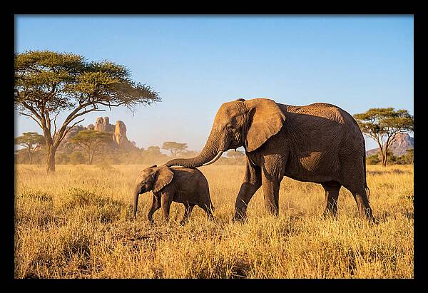 African Elephants In Golden Grasslands