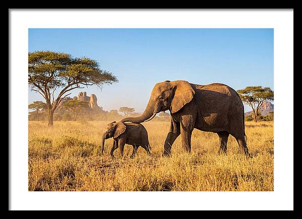 African Elephants In Golden Grasslands