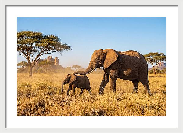African Elephants In Golden Grasslands