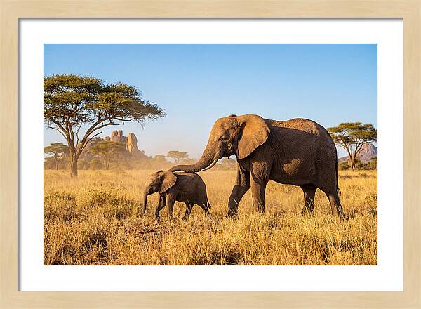 African Elephants In Golden Grasslands