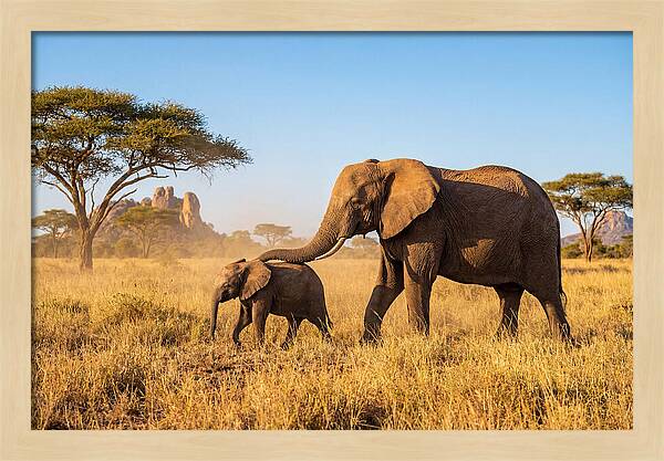 African Elephants In Golden Grasslands