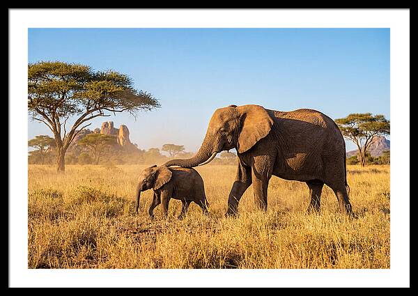 African Elephants In Golden Grasslands