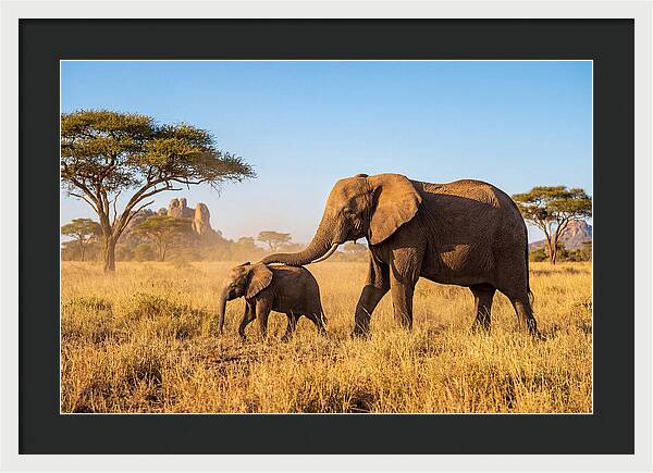 African Elephants In Golden Grasslands