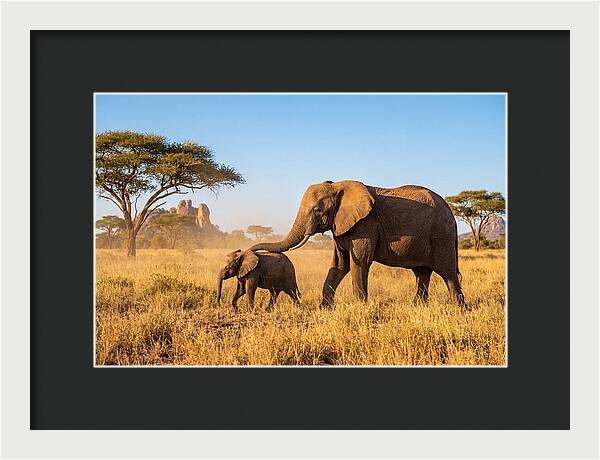 African Elephants In Golden Grasslands